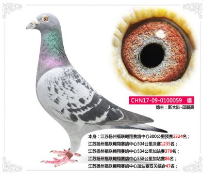 新大陸-邱嗣高--加站賽雙關(guān)綜合47名 雄