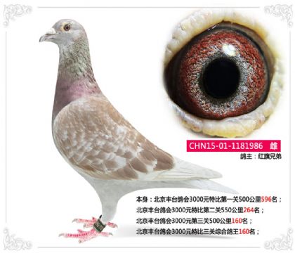 北京豐臺(tái)鴿會(huì)3000元特比三關(guān)綜合鴿王160名 雌