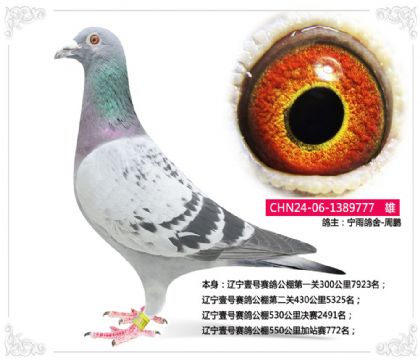 遼寧壹號(hào)賽鴿公棚550公里加站賽772名 雄