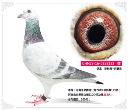 河南未來(lái)賽鴿公棚510公里決賽263名 雄
