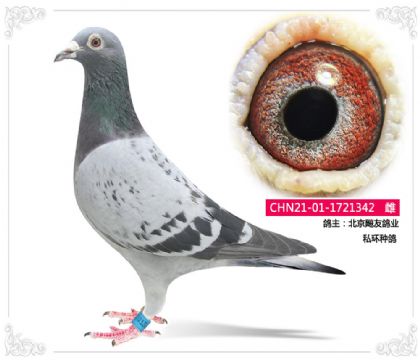北京飚友鴿業(yè) 私環(huán)種鴿342 雌