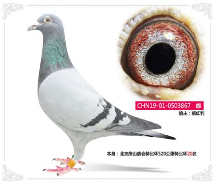 北京房山鴿會(huì)特比環(huán)520公里特比環(huán)20名 雌