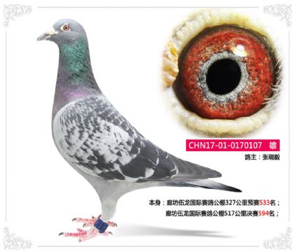 廊坊伍龍國(guó)際賽鴿公棚517公里決賽594名 雄