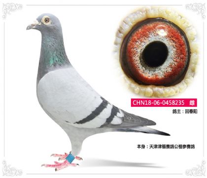 回春陽(yáng)---天津津福賽鴿公棚參賽鴿235 雌