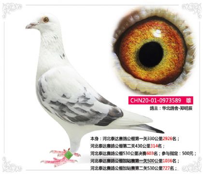 河北泰達(dá)賽鴿公棚530公里決賽603名 雄