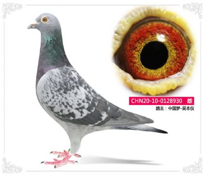 中國(guó)夢(mèng)-吳本儀930 雌