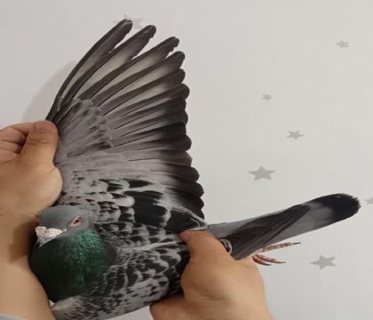 9