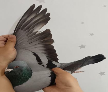 22