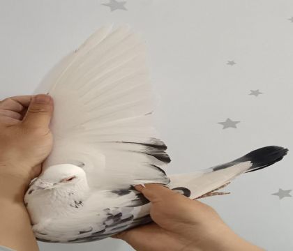 27