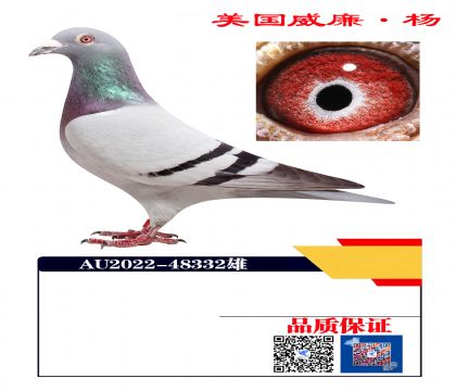 ܊Xҹ܊ֱO332
