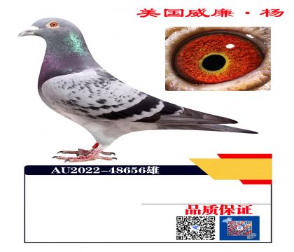 @7ֱO656