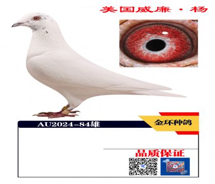 ɫI h(hun)N84