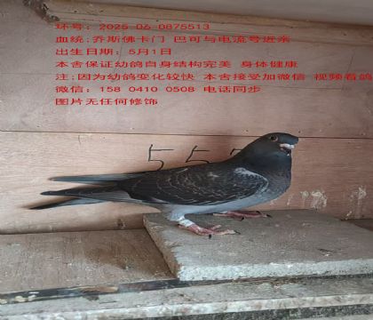tֱ  FDֱŮӢ21 5513