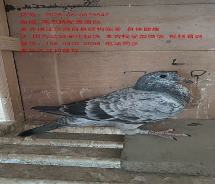 ?sh)ڰv5542