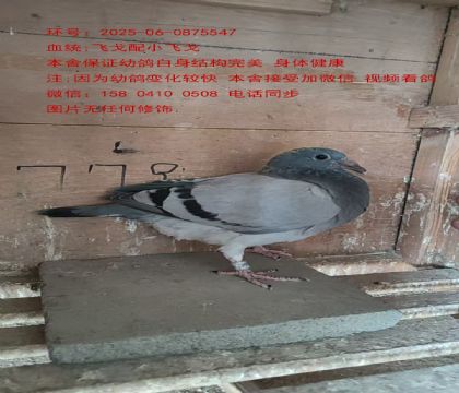 ɫ wСw5547