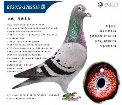 wȷǱԭW̖(ho)ֱӣ؄e]