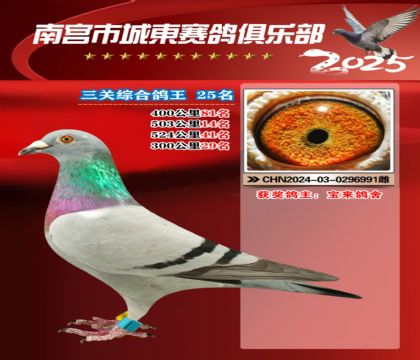南宮城東三關(guān)鴿王25名