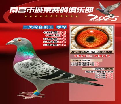 南宮城東三關(guān)鴿王季軍