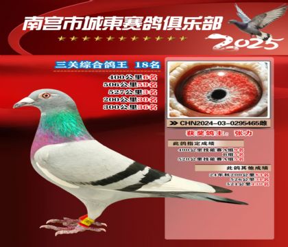 南宮城東三關(guān)鴿王18名