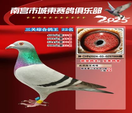 南宮城東三關(guān)鴿王22名