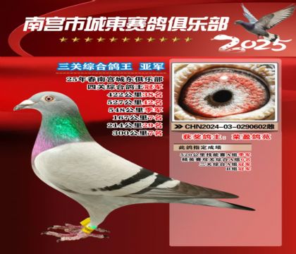 南宮城東三關(guān)鴿王亞軍