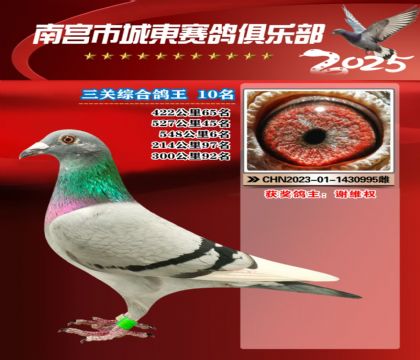 南宮城東三關(guān)鴿王10名