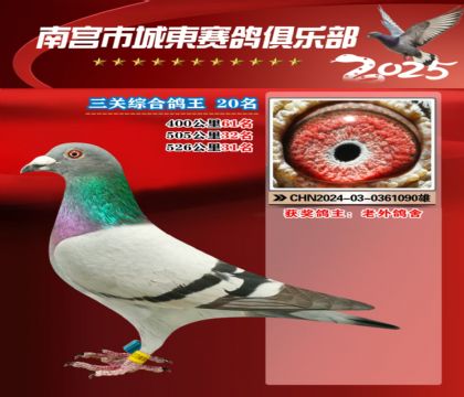 南宮城東三關(guān)鴿王20名