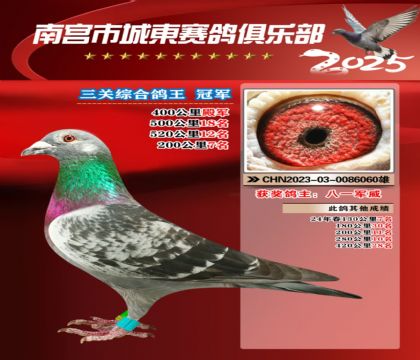 南宮城東三關(guān)鴿王冠軍