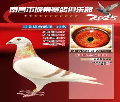 南宮城東三關(guān)鴿王17名