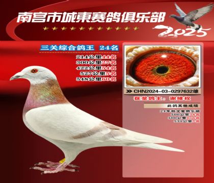 南宮城東三關(guān)鴿王24名