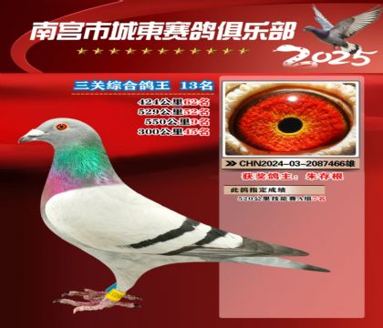 南宮城東三關(guān)鴿王13名
