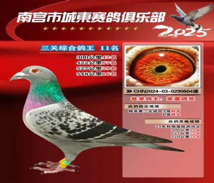 南宮城東三關(guān)鴿王11名