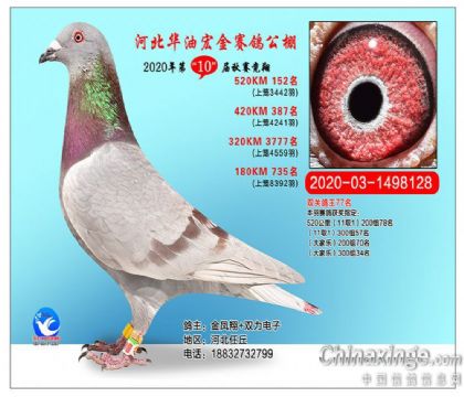 華油宏金賽鴿公棚雙關(guān)綜合鴿王77名 雄