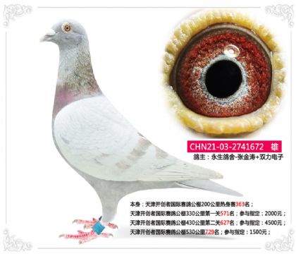 天津開創(chuàng)者國(guó)際賽鴿公棚530公里729名 雄