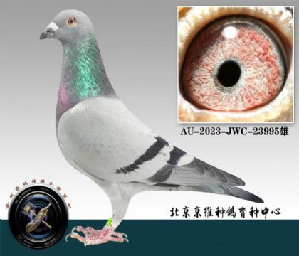 北京京維---里奧995 雄