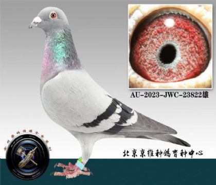 北京京維---黃金吉伯特822 雄