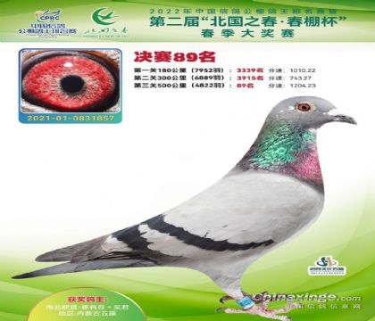 內(nèi)蒙古北國(guó)之春春棚518公里決賽89名 雌