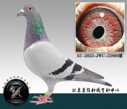 北京京維---道波/小花800 雄