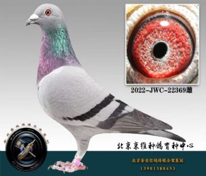 北京京維---里奧369 雌
