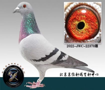 北京京維--里奧370 雌