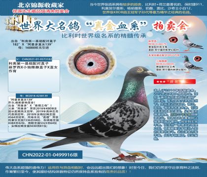 金環(huán):利奧22-0499916雄