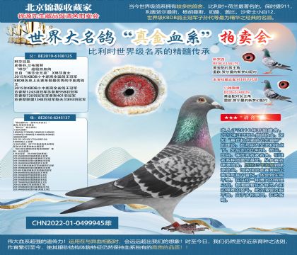 “特別基特爾”X“琳莎回血鴿”22-0499945雌