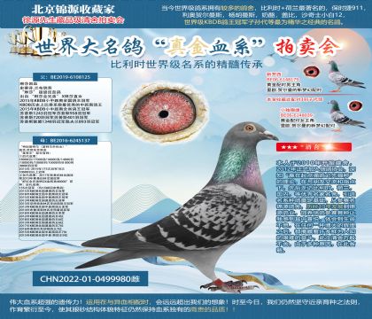 “特別基特爾”X“琳莎回血鴿”22-0499980雌
