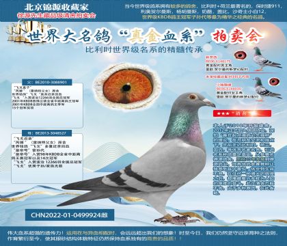 金環(huán):“飛戈近親”22-0499924雌