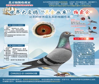 金環(huán):“飛戈近親”22-0499943雄