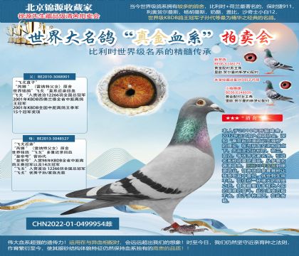“飛戈近親”22-0499954雌
