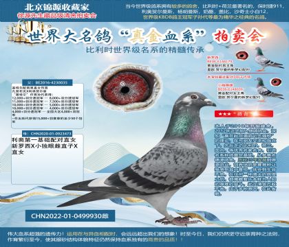 44鉆滿天星金環(huán):利奧基特爾22-0499930雌