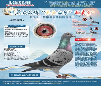 利奧003近親回血22-0499948雌