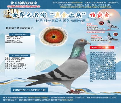 奶酪第二基礎(chǔ)配對直子22-0499913雌