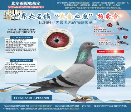 金環(huán):利奧第二基礎(chǔ)配對直子22-0499909雄